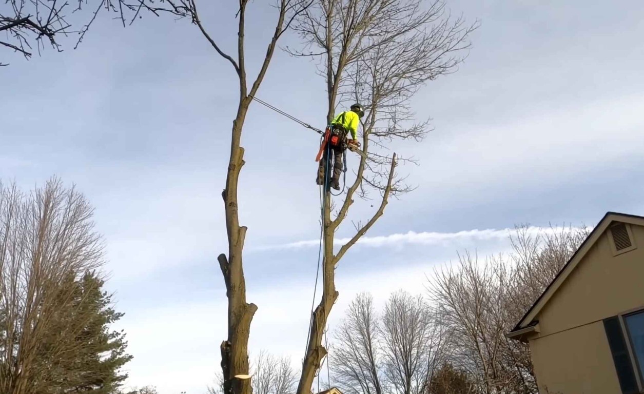 Emergency tree services available 24/7 in Pine Bluff, AR