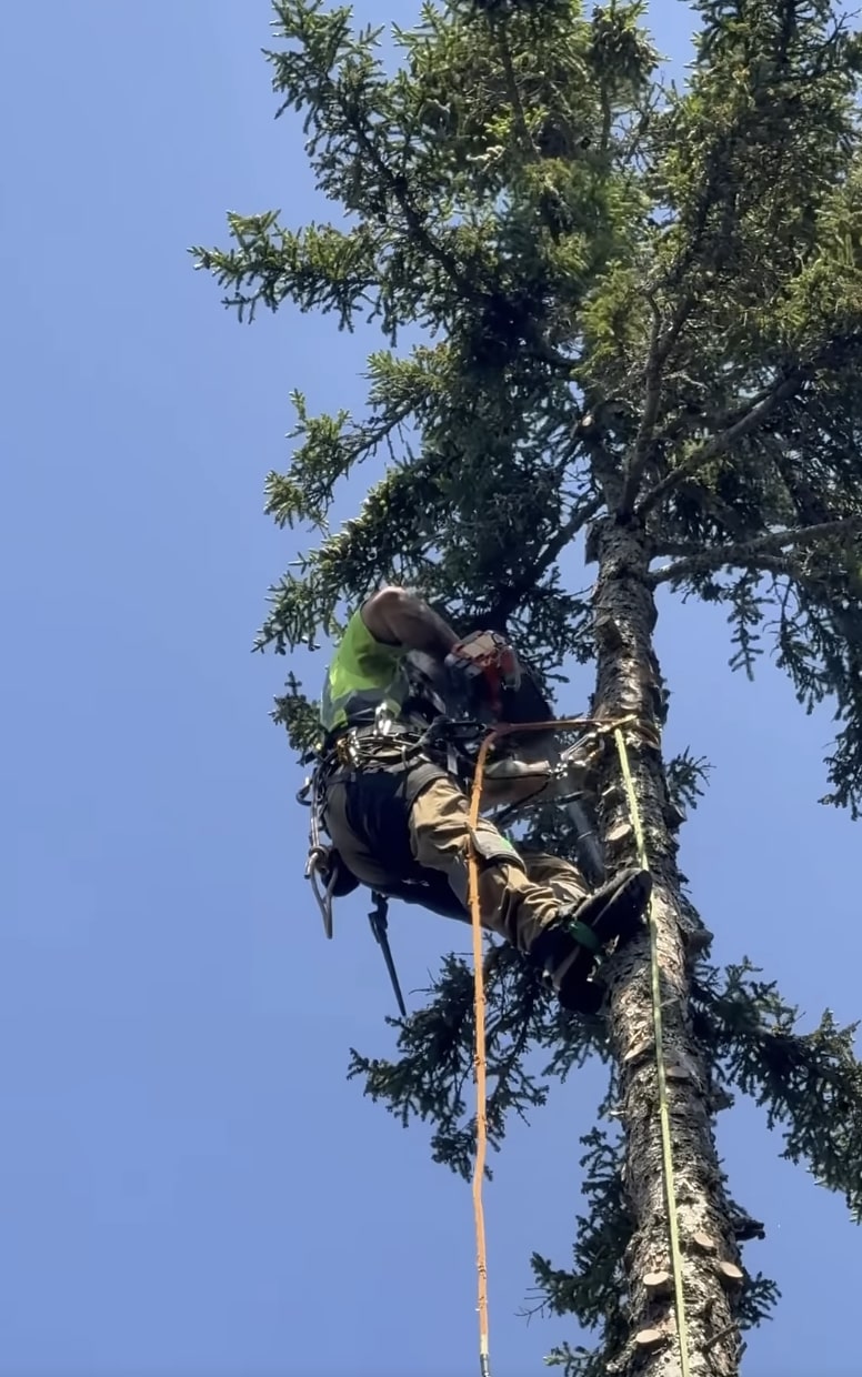 Certified arborist performing tree service in Pine Bluff, AR
