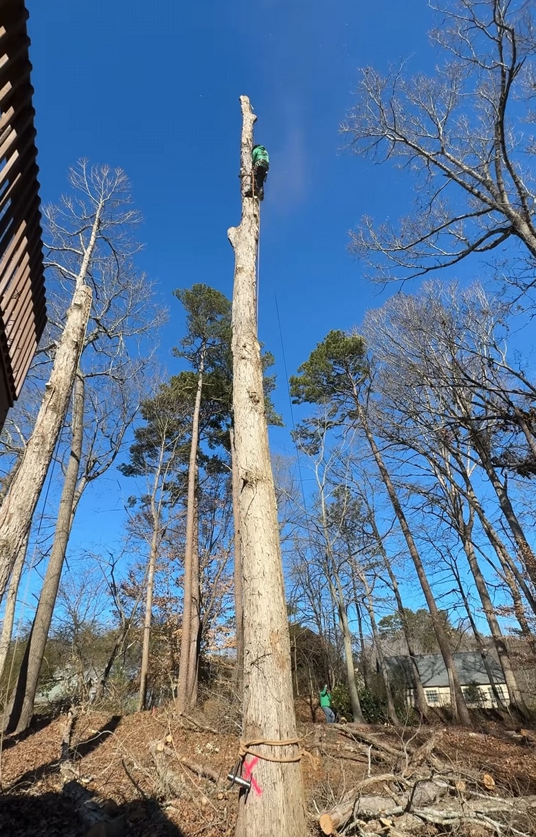 Tree removal service for hazardous tree in Pine Bluff, AR